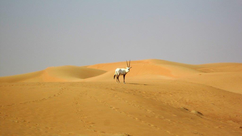 Dubai Desert